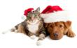 Buy a Sweet Treat, Help an Animal in Need at Paws for the Season